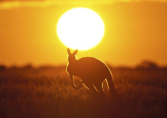 Kangaroo - Sunset -  Australie